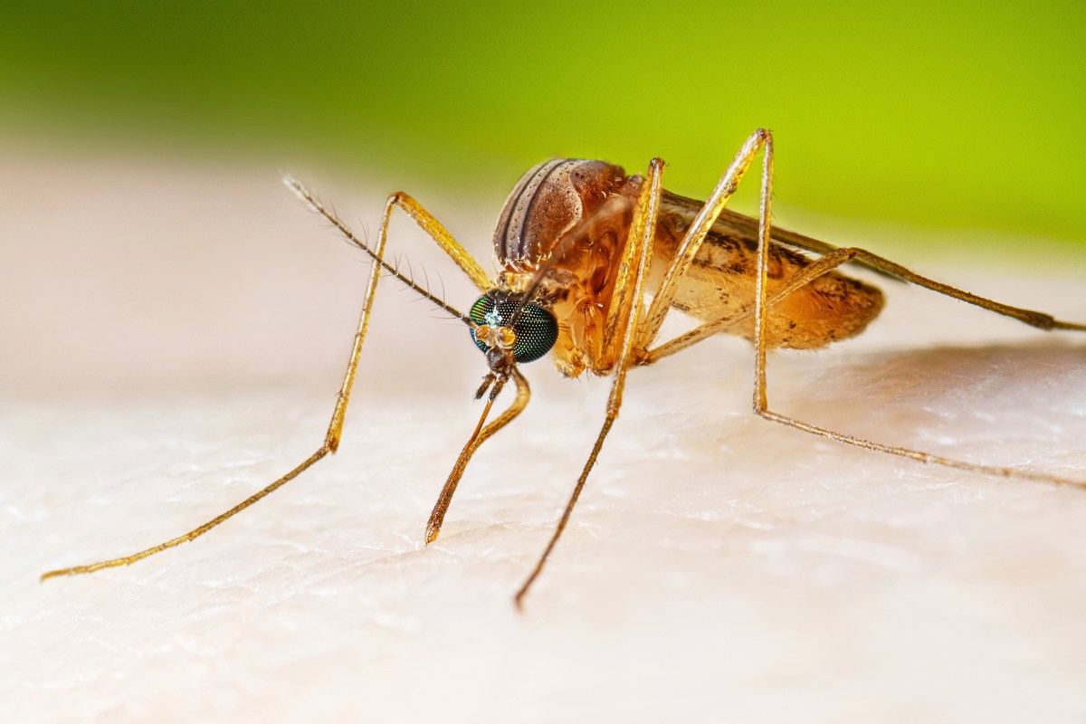 NYC West Nile Virus Cases Surge Past 2025 Total Amid Record Heat
