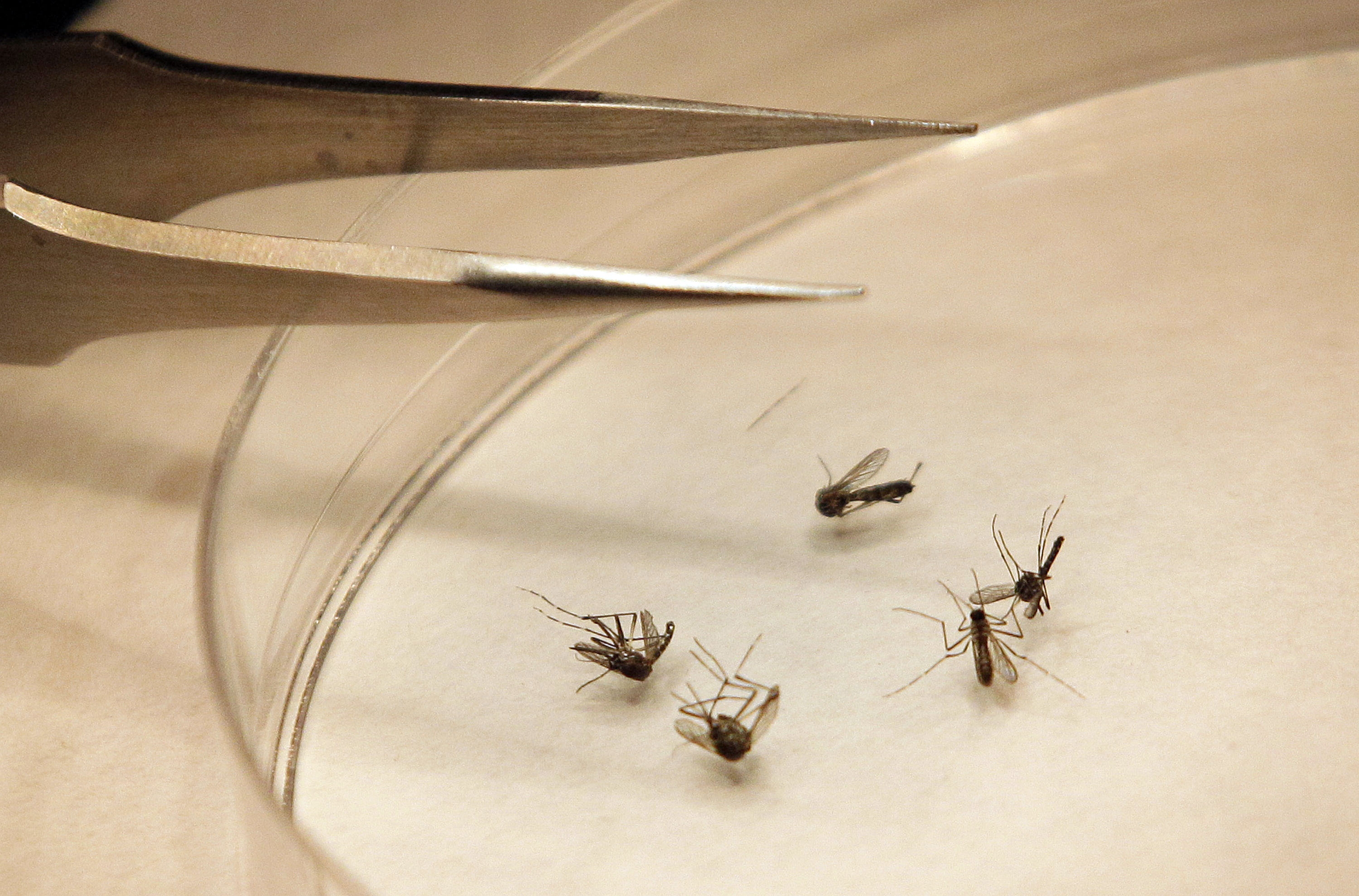 El virus del Nilo Occidental registra su primer contagio humano del año en Westchester