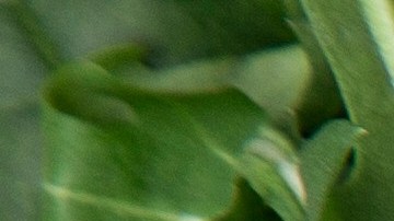¿Cuántos aguacates hay que comer al día? Un experto en alimentos responde basándose en la ciencia