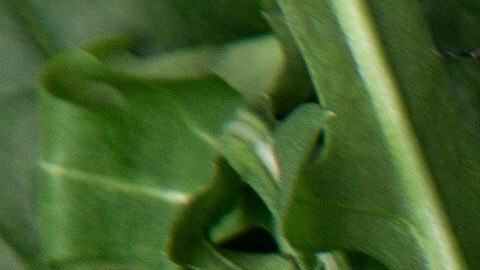 ¿Cuántos aguacates hay que comer al día? Un experto en alimentos responde basándose en la ciencia