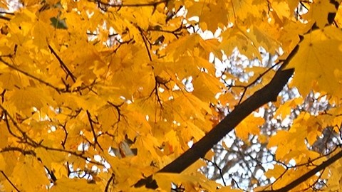 Los colores del otoño en NYC.