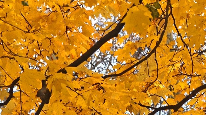 Los colores del otoño en NYC.
