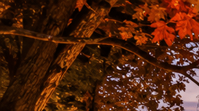 Evento nocturno de otoño con miles de calabazas iluminadas alrededor de una mansión histórica y visitantes caminando entre las luces.