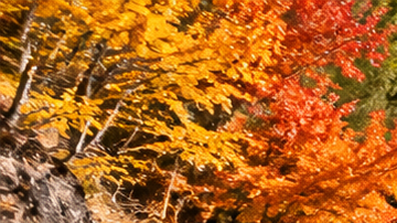 Tren panorámico avanza entre montañas y bosques de los Catskills cubiertos por los colores del otoño, junto a un río.