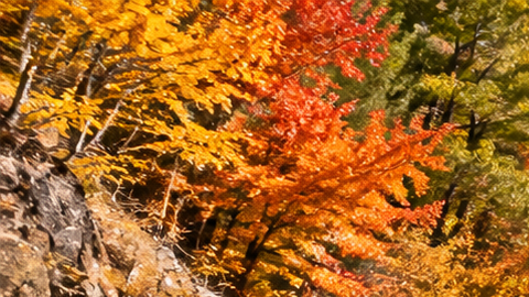 Tren panorámico avanza entre montañas y bosques de los Catskills cubiertos por los colores del otoño, junto a un río.