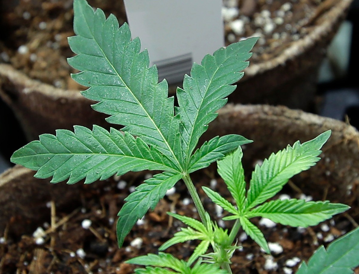 Operativo de desalojo en El Bronx deja al descubierto gigantesco cultivo de marihuana
