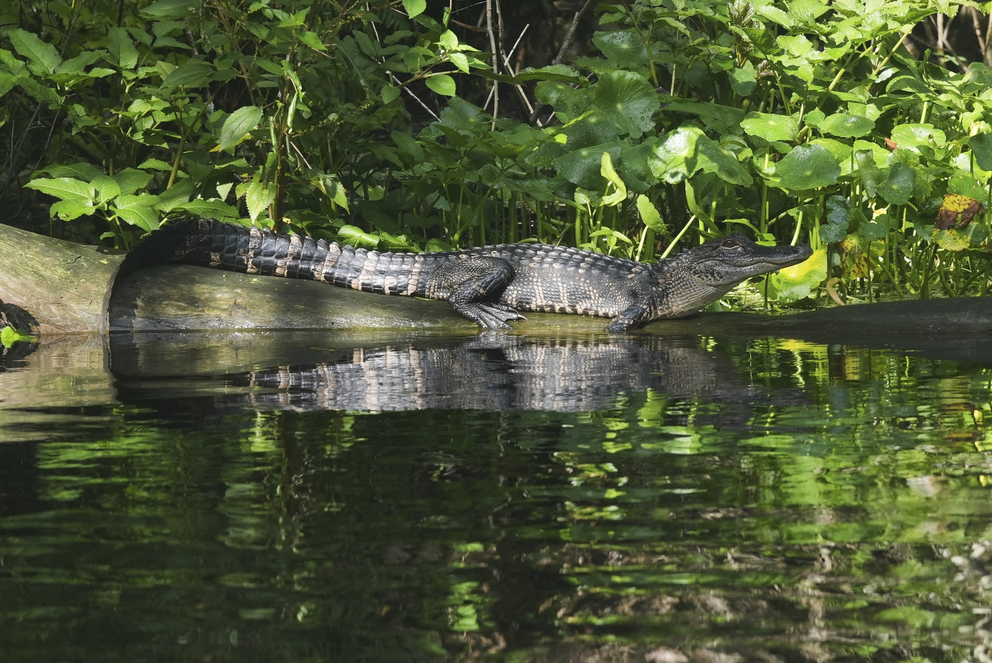 Un caimán de 3,6 metros mata a un hombre de 71 años en un lago de Florida
