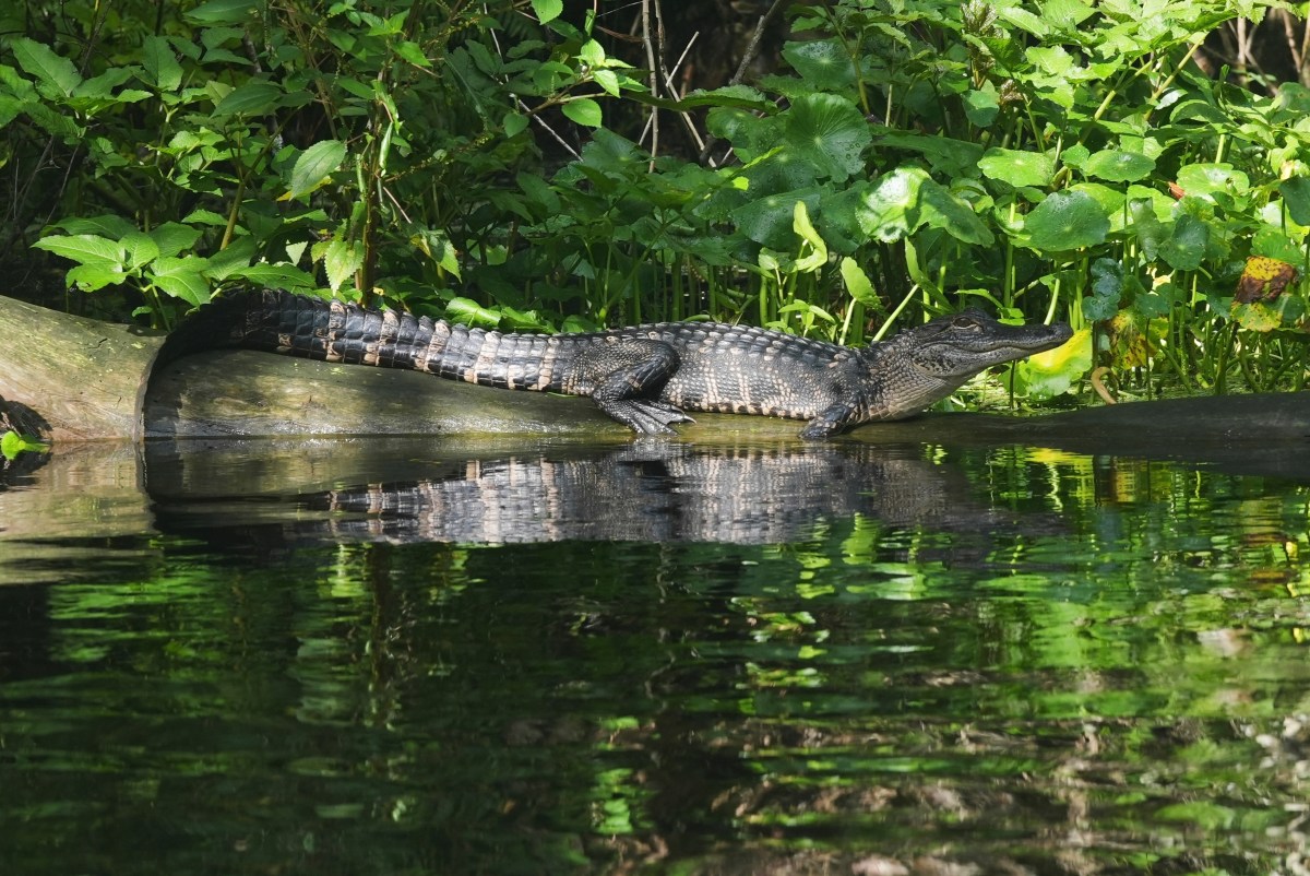 Un caimán de 3,6 metros mata a un hombre de 71 años en un lago de Florida