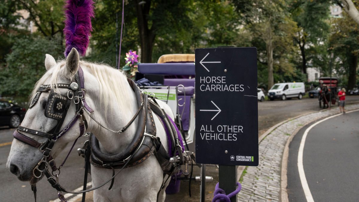 Cocheros de Nueva York denuncian traición ante plan para prohibir los paseos a caballo