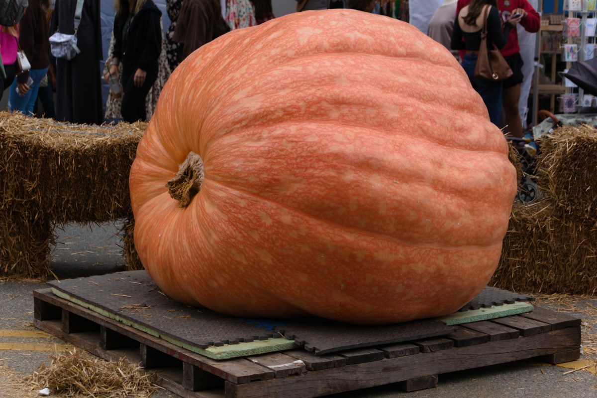 Una calabaza de Rhode Island rompe el récord mundial al superar las 3,000 libras